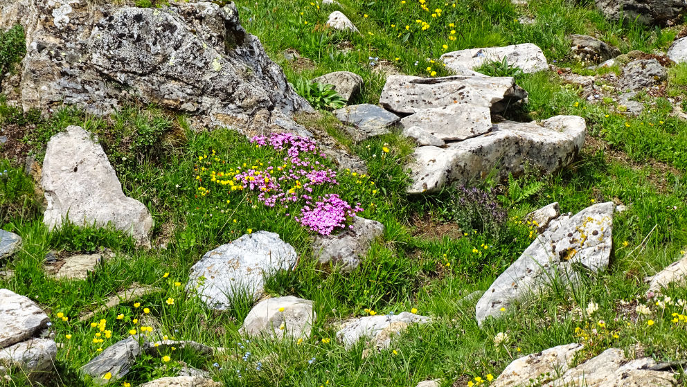 flore alpine massif de la Vanoise