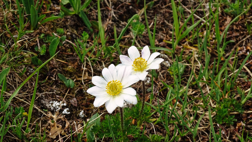 flore alpine massif de la Vanoise