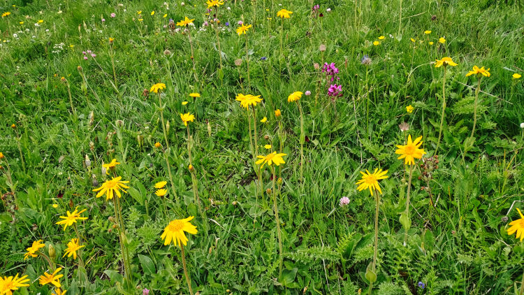 flore alpine massif de la Vanoise