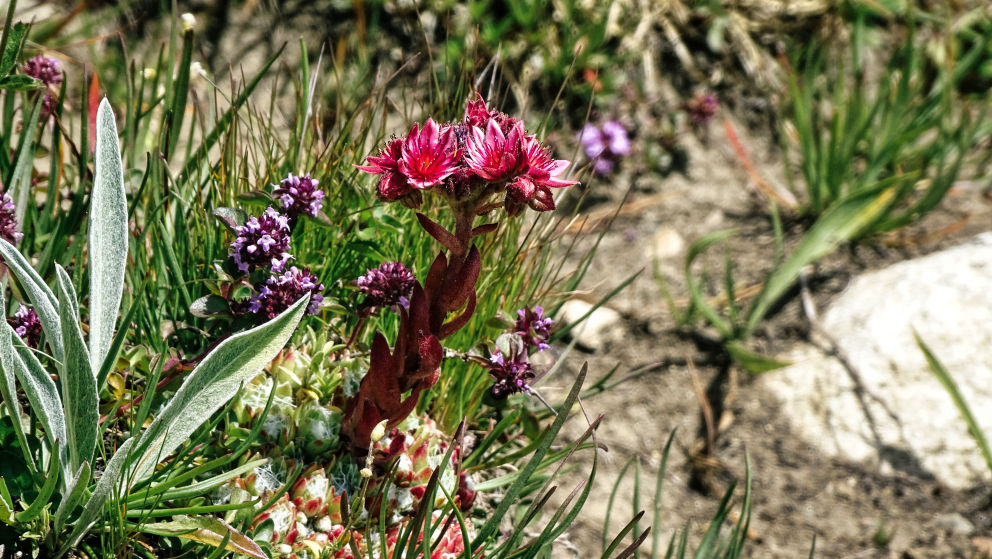 flore alpine massif de la Vanoise