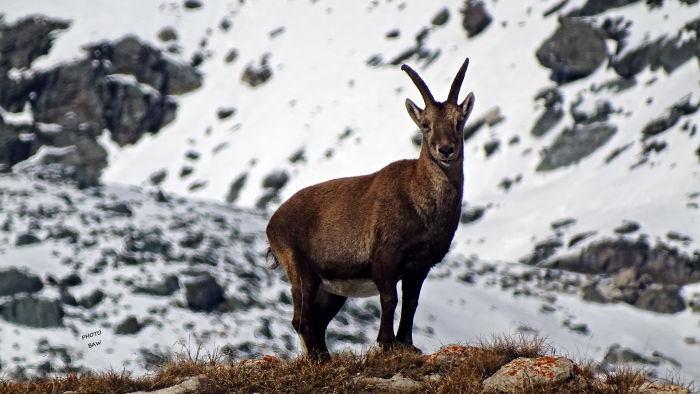 Bouquetins massif de la Vanoise