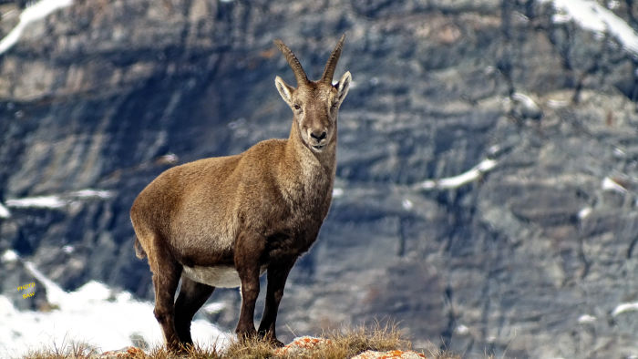 Bouquetins massif de la Vanoise