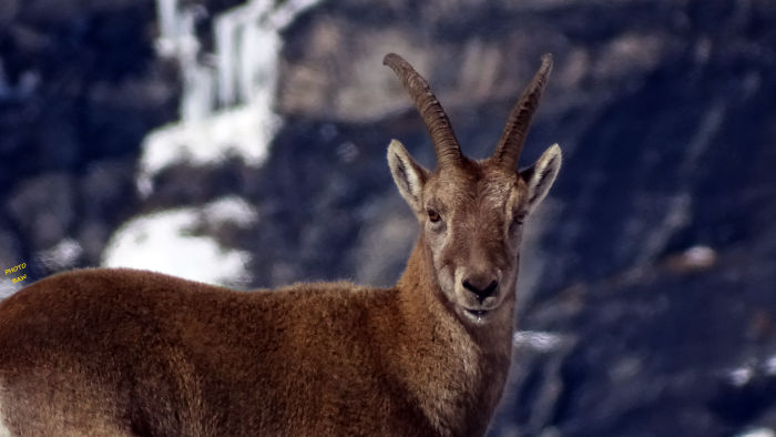 Bouquetins massif de la Vanoise