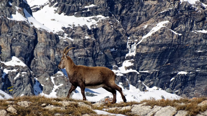 Bouquetins massif de la Vanoise