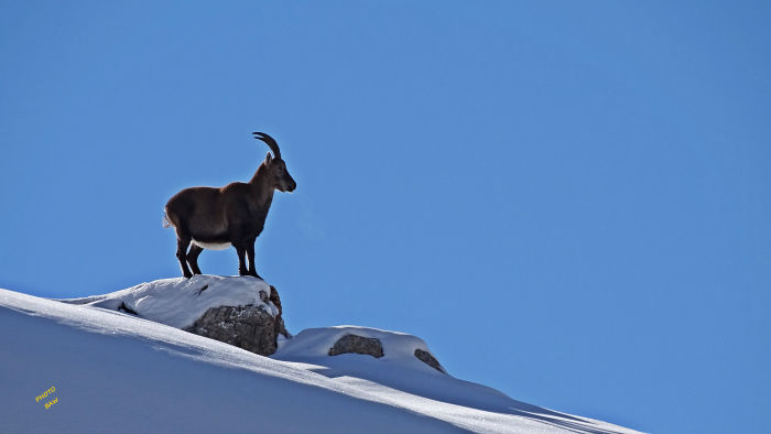Bouquetins massif de la Vanoise