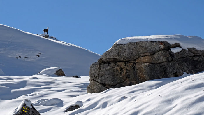 Bouquetins massif de la Vanoise