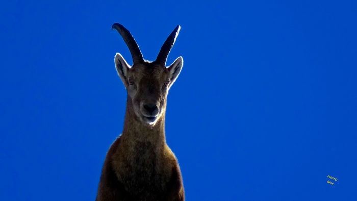 Bouquetins massif de la Vanoise