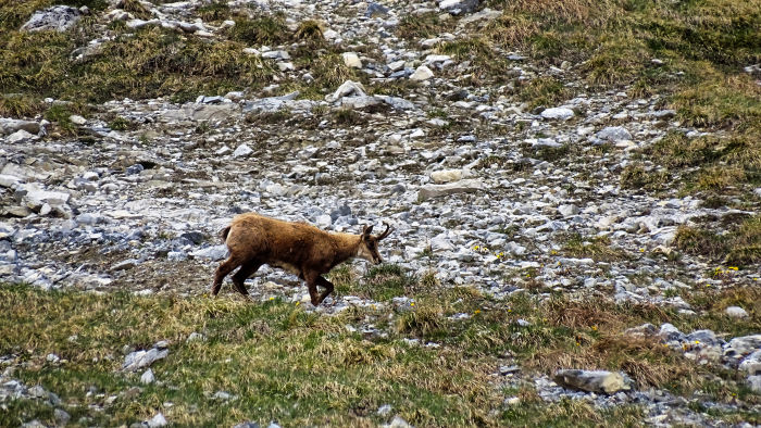 Bouquetins massif de la Vanoise