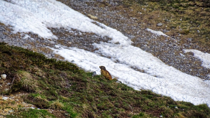 Marmotte en Vanoise
