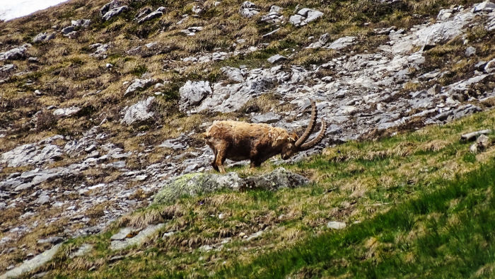 Bouquetins massif de la Vanoise