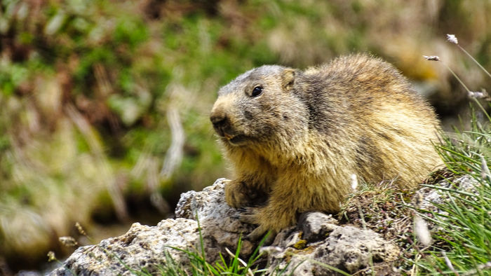 Marmotte en Vanoise