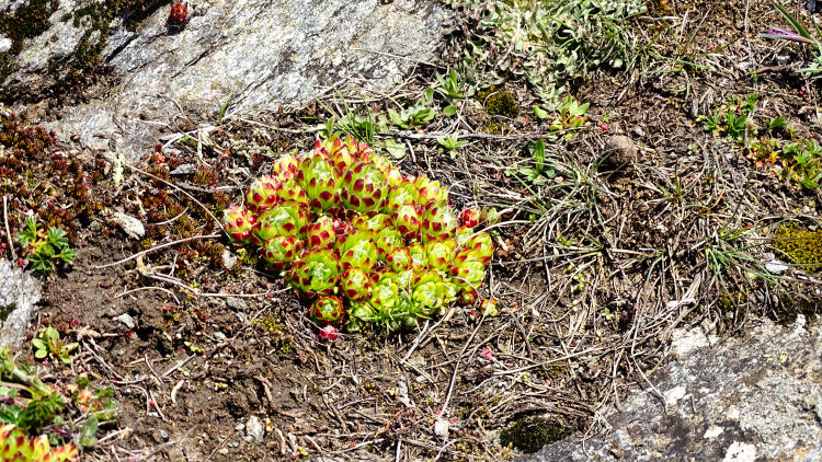 flore alpine massif de la Vanoise