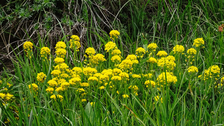 flore alpine massif de la Vanoise