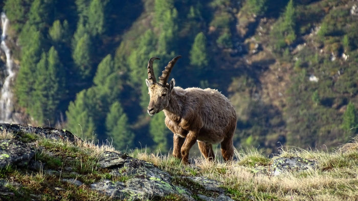Bouquetins massif de la Vanoise