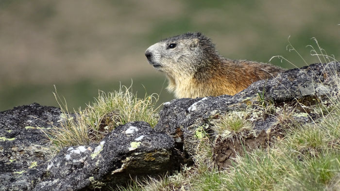 Marmotte en Vanoise