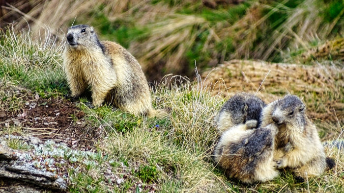 Marmotte en Vanoise