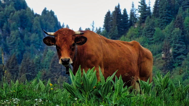 Randonnée au refuge des lacs Merlet en Vanoise