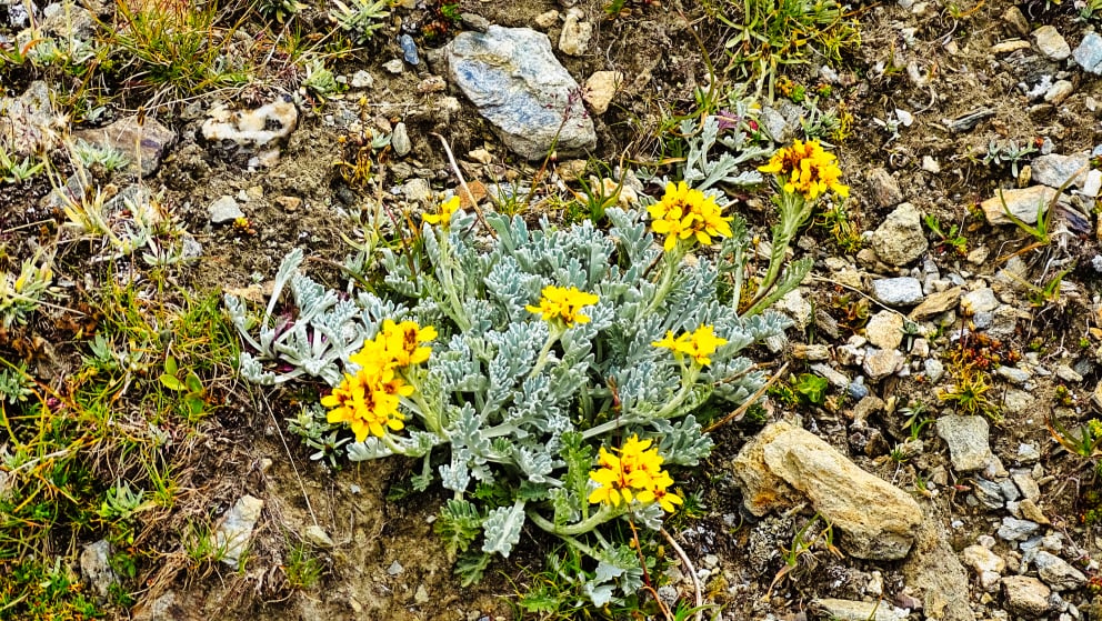 flore alpine massif de la Vanoise