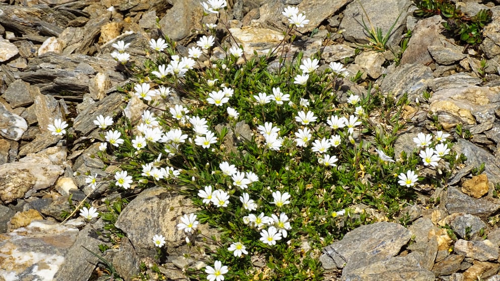 flore alpine massif de la Vanoise