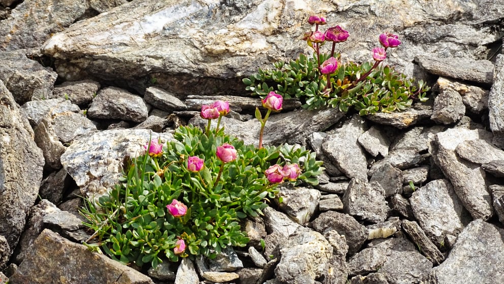 flore alpine massif de la Vanoise